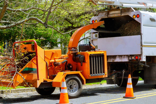 Best Hazardous Tree Removal  in South Sarasota, FL